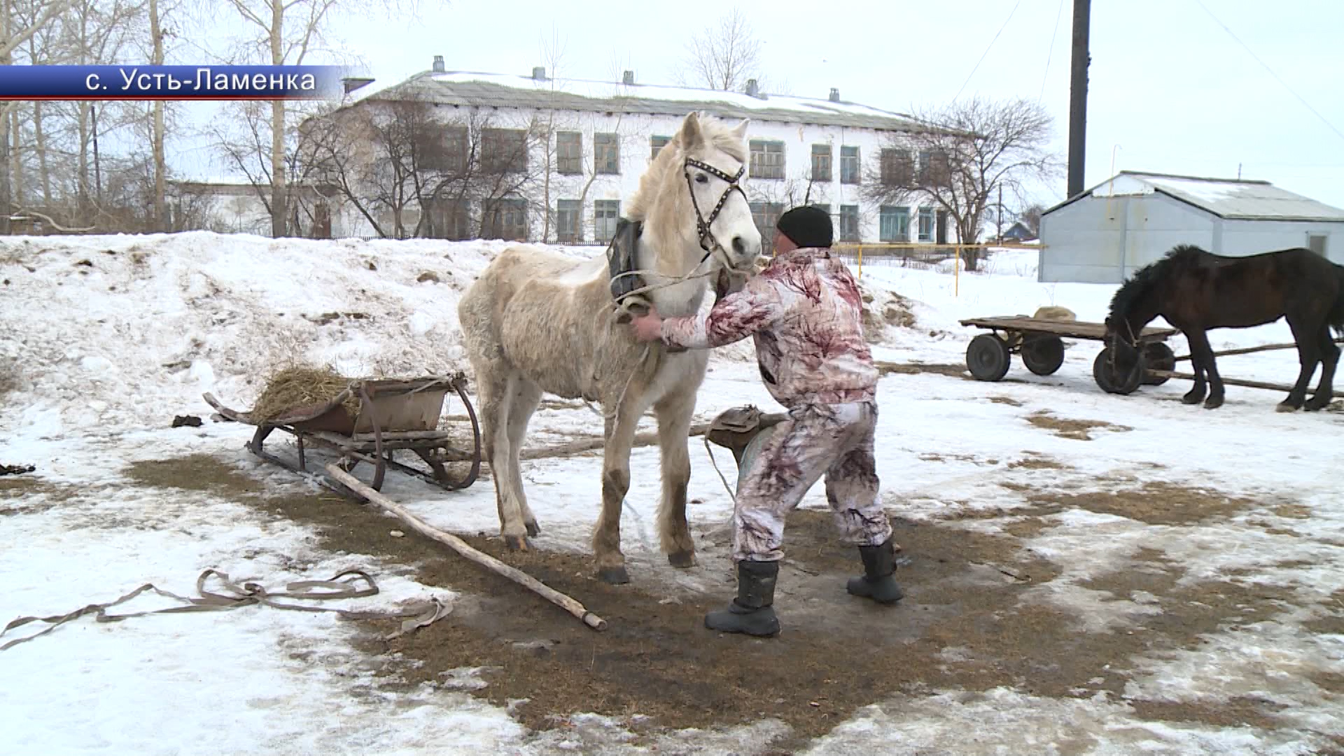 День пирога в голышманово