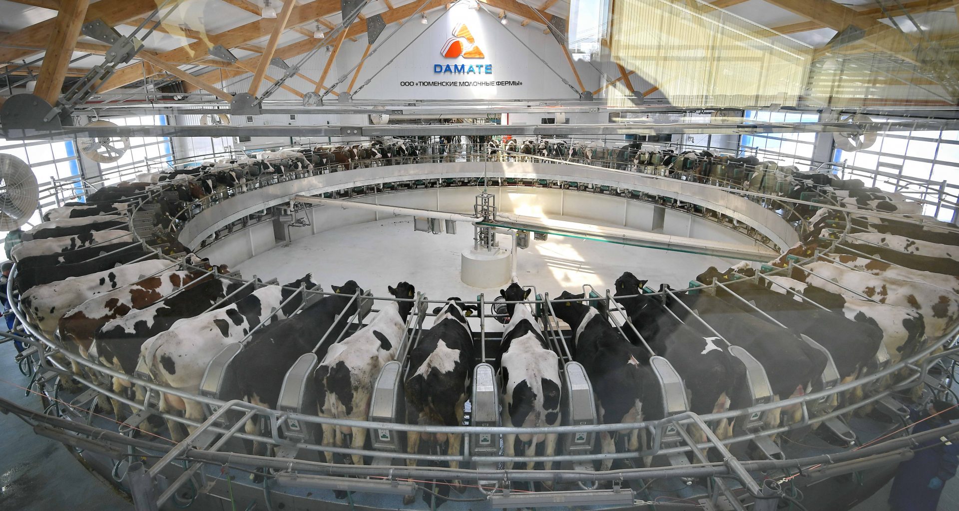тюменские молочные фермы ооо дамате. дамате молочная ферма. тюменские молочные фермы. усть-ламенка голышмановский район тюменская область ферма. тюменские молочные фермы усть ламенка.