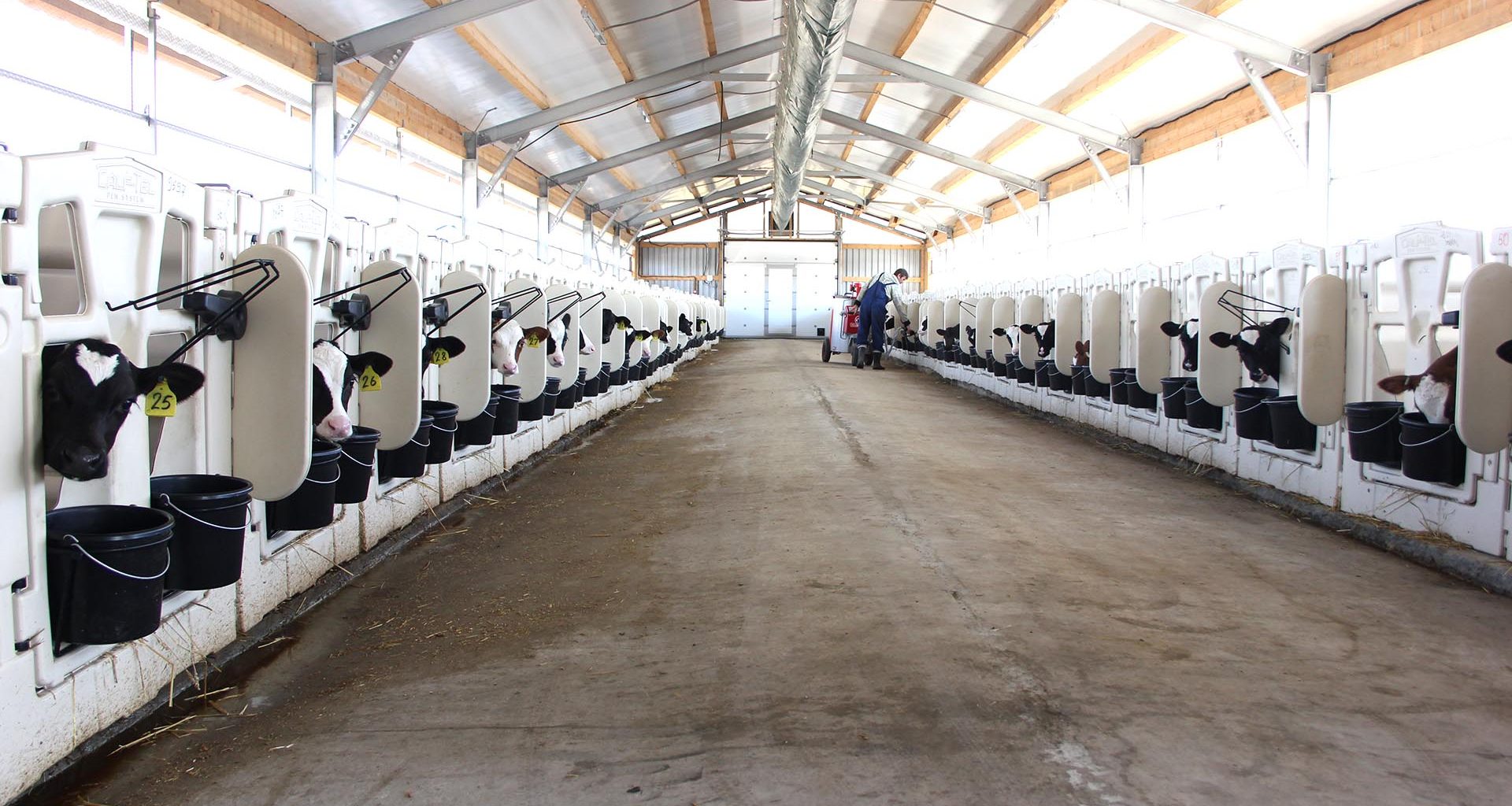 тюменские молочные фермы усть ламенка телятник. молочная ферма дамате тюменская. тюменские молочные фермы. тюменские молочные фермы. дамате голышманово.