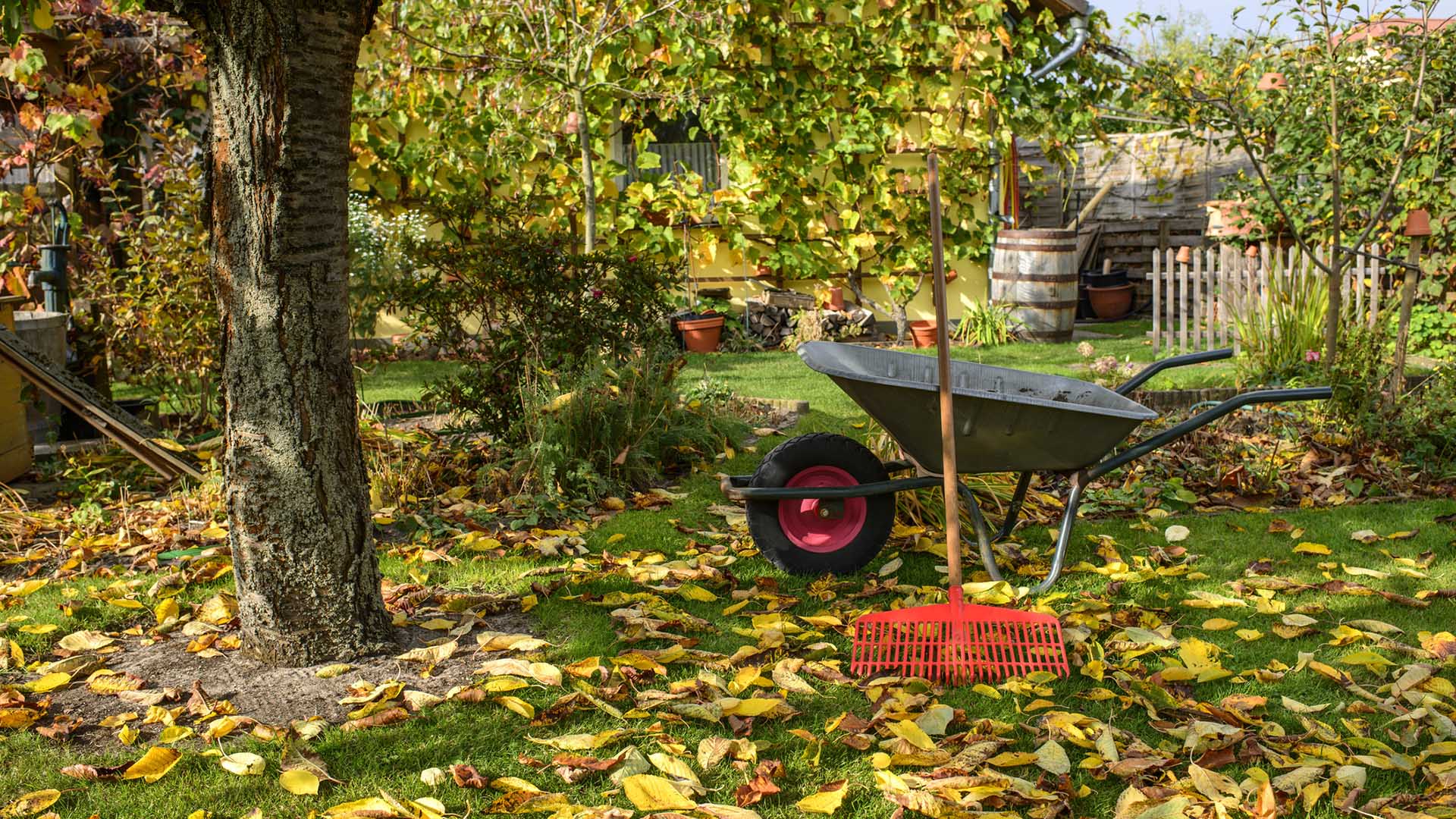 Осень в саду: подготовка к следующему сезону