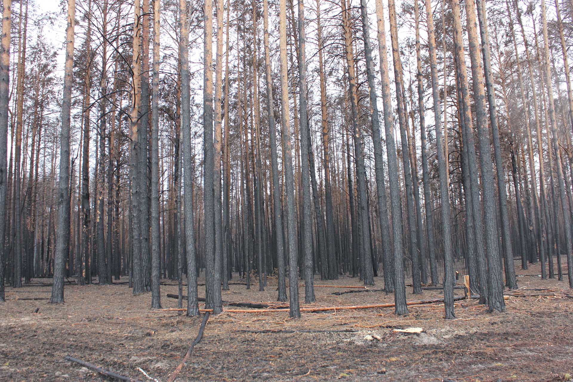 Березовый лес после пожара