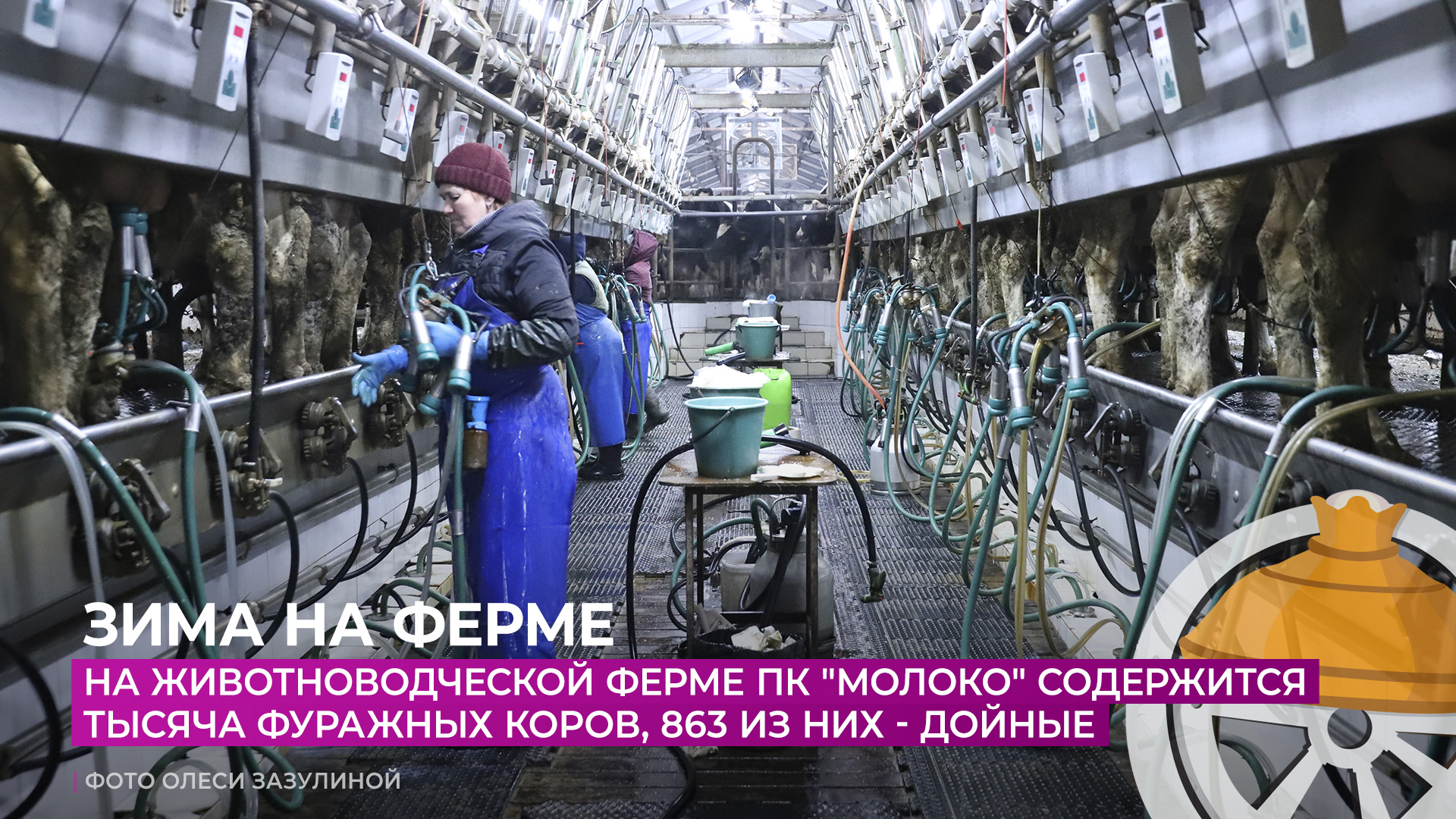 пожары на сельскохозяйственных объектах. животноводческий комплекс. животноводческий комплекс пожар. пожар на животноводческой ферме. животноводческий комплекс пожар.